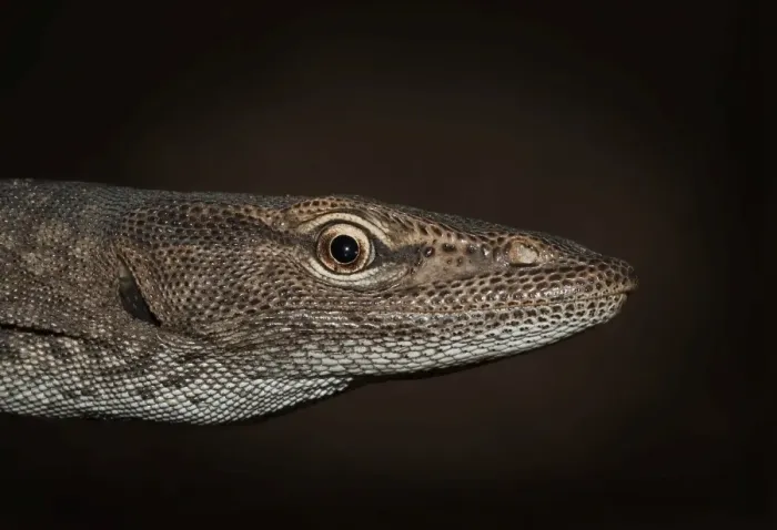 Framed Print : Black-headed monitor (Varanus tristis)