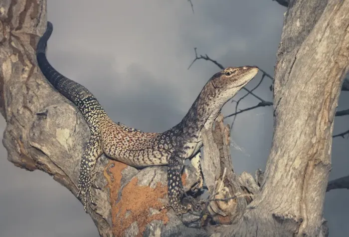 Framed Print : Black-headed monitor (Varanus tristis) in tree in Queensland, Australia