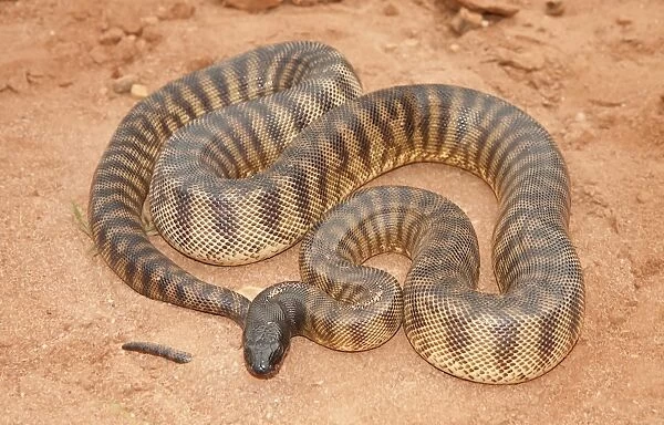 Black Headed Python (Aspidites melanocephalus)