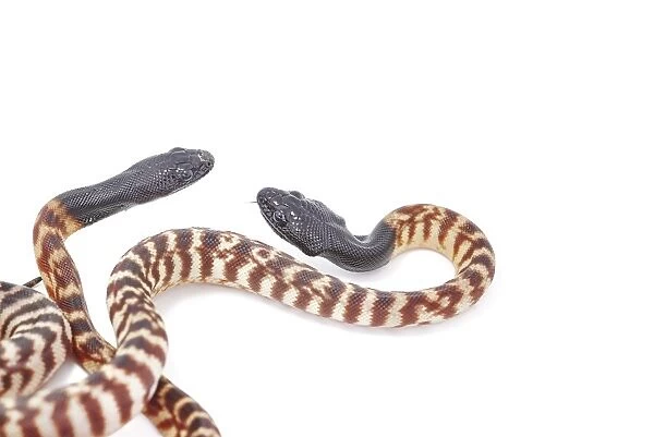Black-headed Pythons (Aspidites melanocephalus)