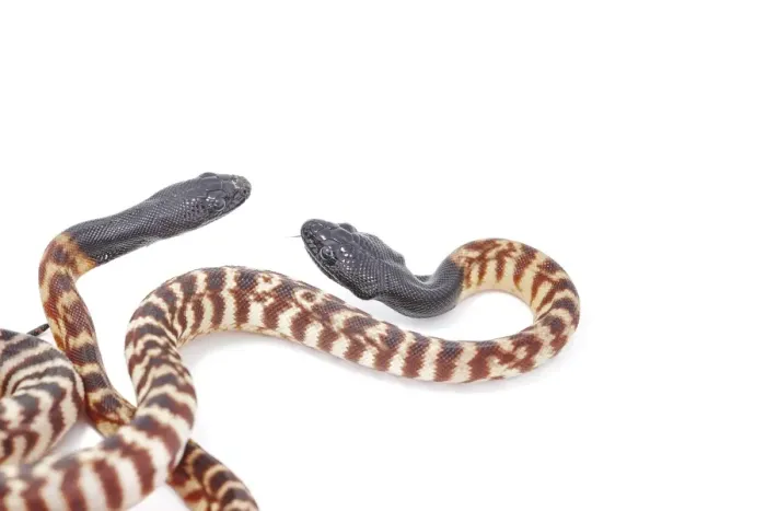 Framed Print : Black-headed Pythons (Aspidites melanocephalus) Framed Print : Black-headed Pythons (Aspidites melanocephalus)
