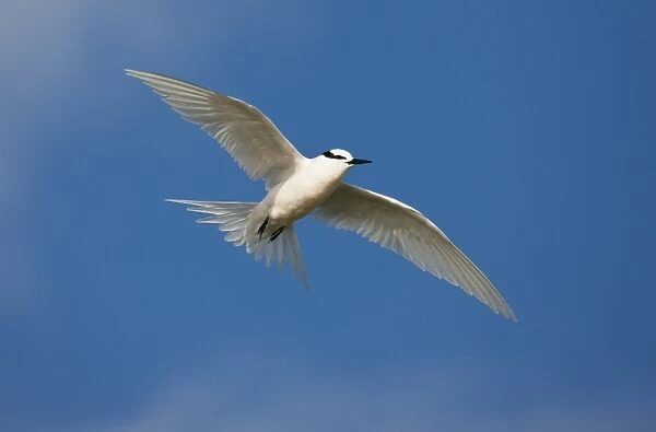 Black-napped Tern in flight