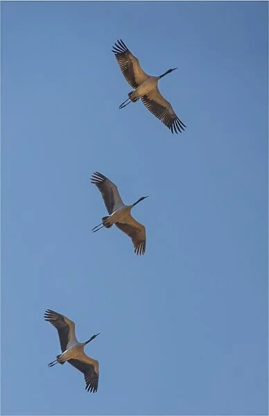 Black Necked cranes flying in formation over the fields at Wangdue Prodrang valley, Bhutan