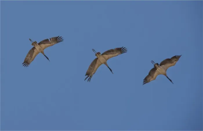 Framed Print : Black Necked cranes flying in formation over the fields at Wangdue Prodrang valley, Bhutan