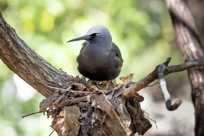 Framed Print : Black noddy perched on the nest