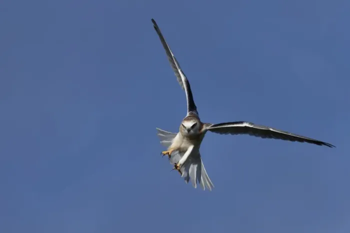 Framed Print : Black-shouldered Kite