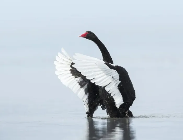 Framed Print : Black swan Framed Print : Black swan