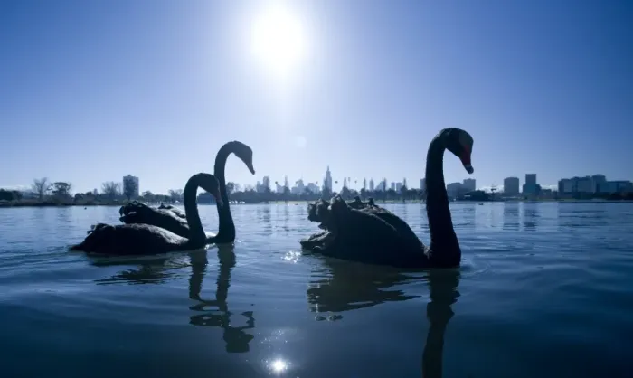 Framed Print : Black swans (Cygnus atratus) on lake, city skyline in background Framed Print : Black swans (Cygnus atratus) on lake, city skyline in background