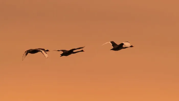 Framed Print : Black Swans take flight at Sunrise