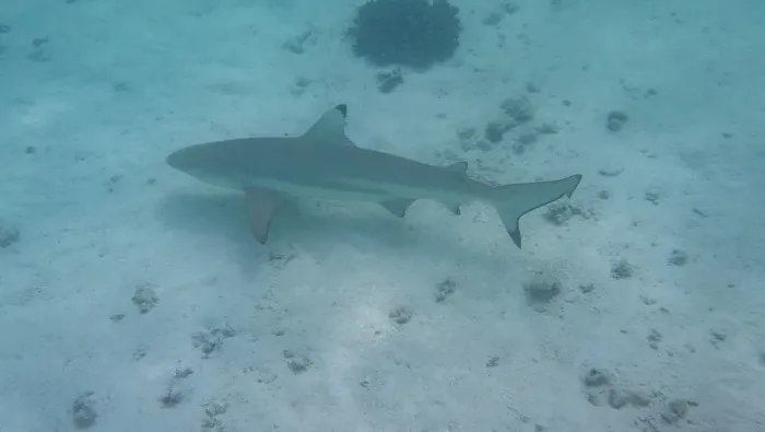Framed Print : Black tip reef shark