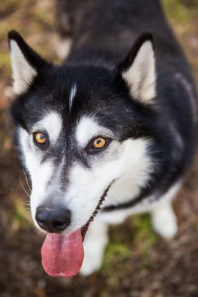 Black and white Alaskan Malamute dog