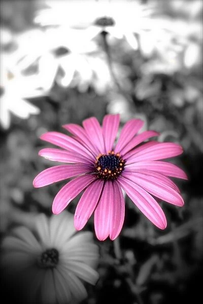 black and white, daisy, flower, graphic, Nicola Morgan, petals, pink, violet, wildflower