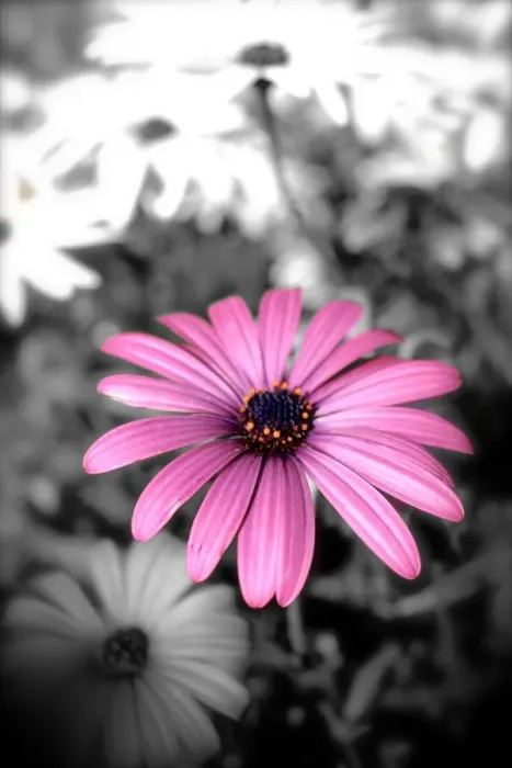 Framed Print : black and white, daisy, flower, graphic, Nicola Morgan, petals, pink, violet, wildflower