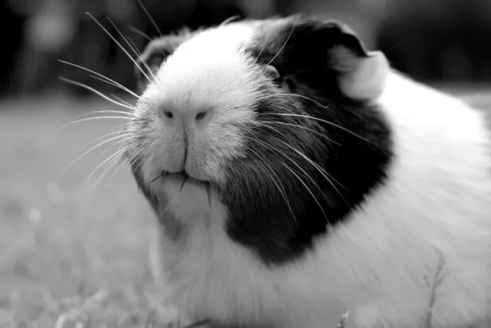 Framed Print : An black and white image of a guinea pig eating the grass Framed Print : An black and white image of a guinea pig eating the grass