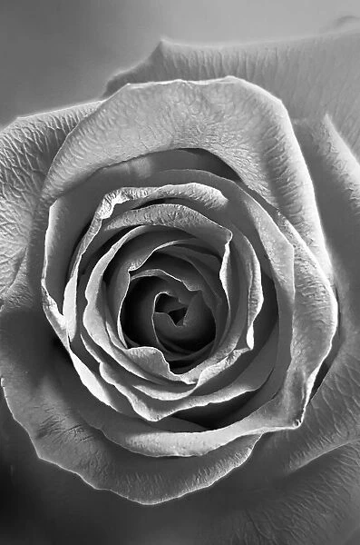 Black & White Rose