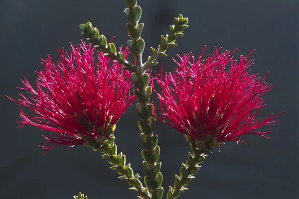 Blossoming Melaleuca coccinea), West Australia
