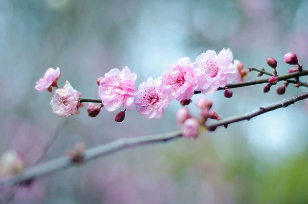 blossoming, pink, spring, tender, detail, someiyoshino, background, blooming, sakura