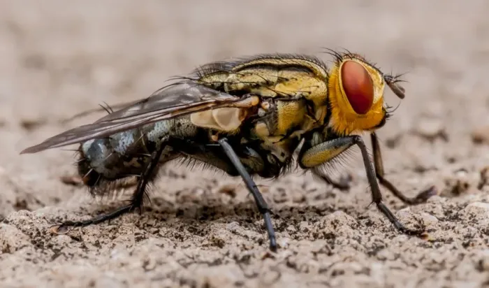 Framed Print : Blow fly. A macro portrait of a blow fly Framed Print : Blow fly. A macro portrait of a blow fly