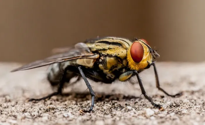 Framed Print : Blow fly. Portrait of a blow fly