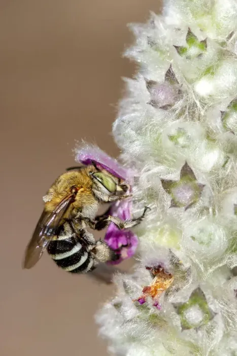 Framed Print : Blue Banded Bee on a Lambs Ear Flower Framed Print : Blue Banded Bee on a Lambs Ear Flower