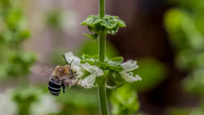 Framed Print : Blue banded bee landing in a flower Framed Print : Blue banded bee landing in a flower