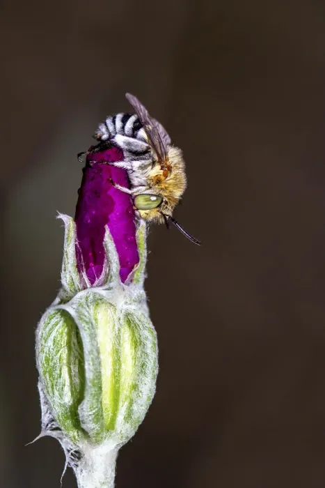 Framed Print : Blue Banded Bee resting on a flower