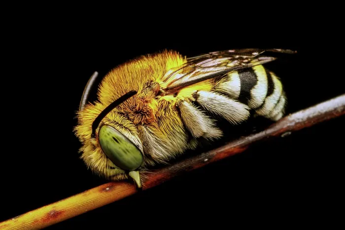 Framed Print : Blue Banded Bee resting for the night - Amegilla cingulata