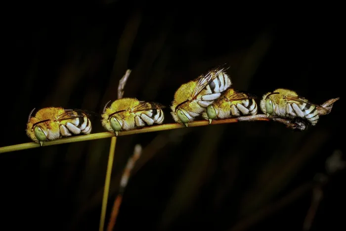Framed Print : Five Blue Banded Bees roosting for the night - Amegilla cingulata