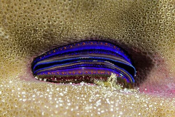 Blue burrows clam (Tridacna crocea) inside coral, Great Barrier Reef, Queensland