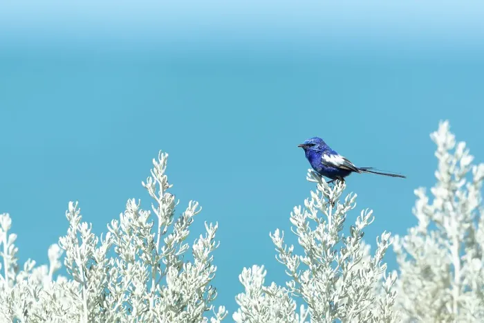 Framed Print : Blue Fairy-wren Framed Print : Blue Fairy-wren
