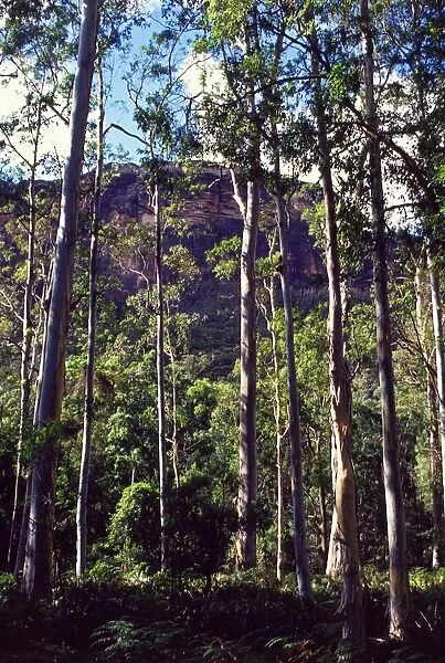 Blue gum forest