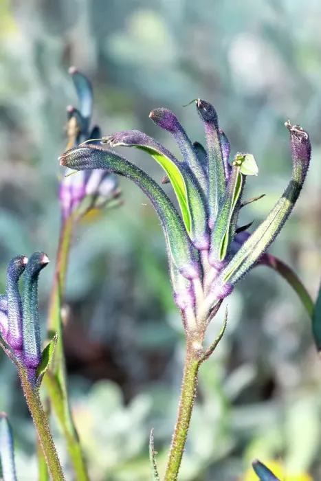 Framed Print : Blue Kangaroo paw flowers Framed Print : Blue Kangaroo paw flowers