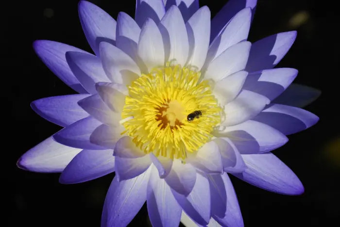 Framed Print : Blue Lily Flower