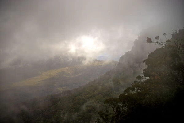 Blue mountains rain forest slops in dense fog