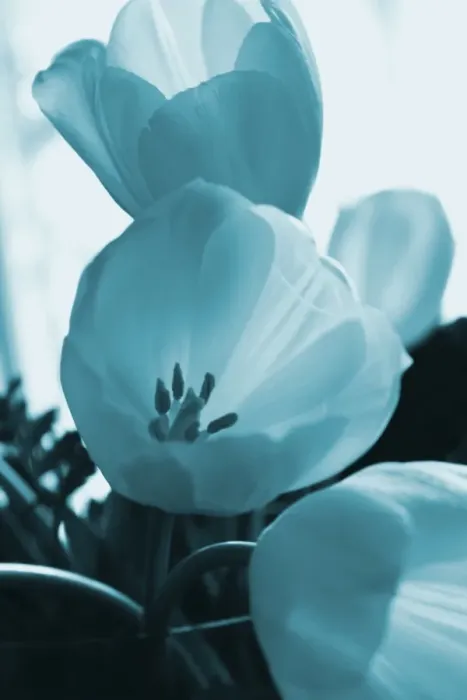Framed Print : Blue Petals of a tulip