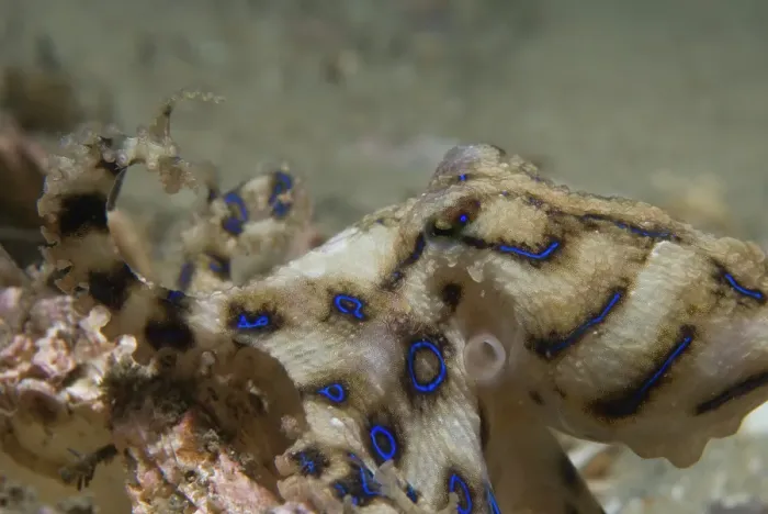 Framed Print : Blue Ringed Octopus