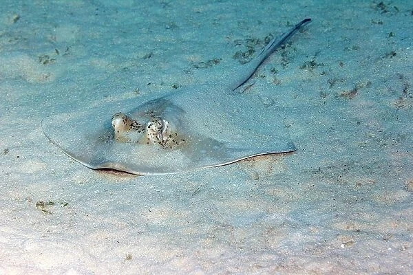 Blue spotted stingray (Neotrygon kuhlii), Great Barrier Reef, Queensland