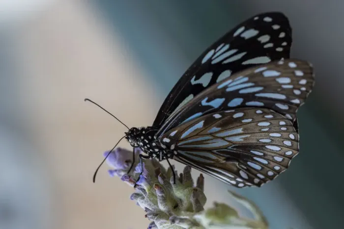 Framed Print : Blue Tiger butterfly Framed Print : Blue Tiger butterfly