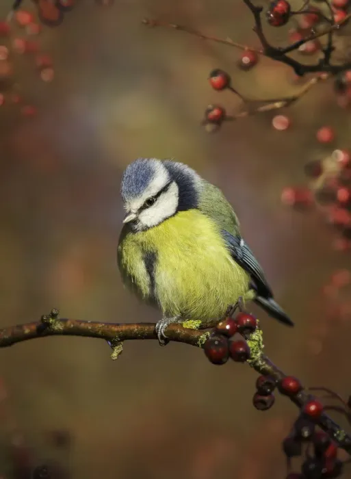 Framed Print : Blue tit (Cyanistes caeruleus) on branch Framed Print : Blue tit (Cyanistes caeruleus) on branch