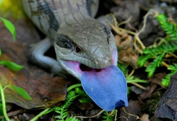 Blue tongue lizard