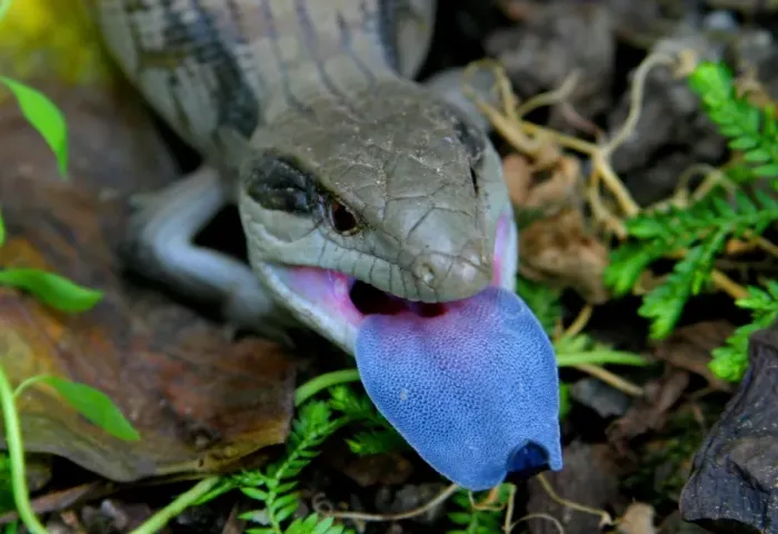 Framed Print : Blue tongue lizard Framed Print : Blue tongue lizard