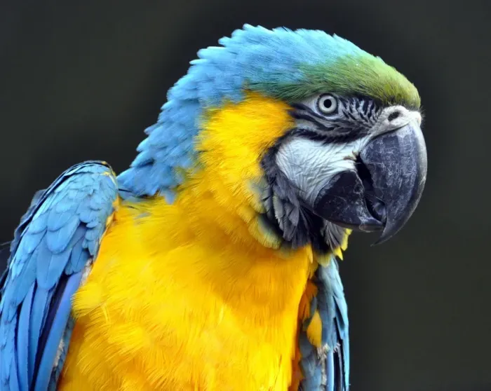 Framed Print : Blue and yellow Macaw