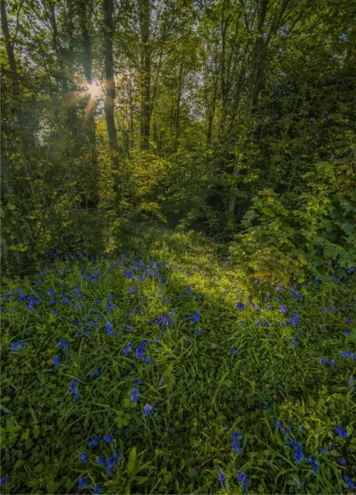 Framed Print : Bluebells in bloom East Morden