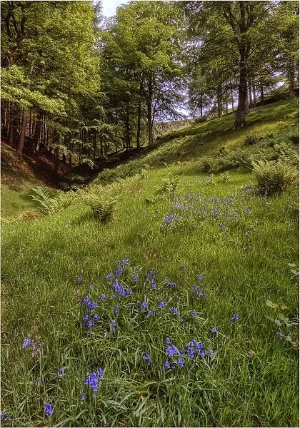Bluebells in bloom in the Peak district, England