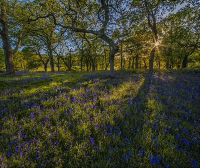Framed Print : Bluebells at Creech Dorset Framed Print : Bluebells at Creech Dorset