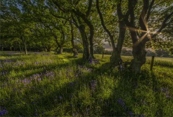 Framed Print : Bluebells at dawn