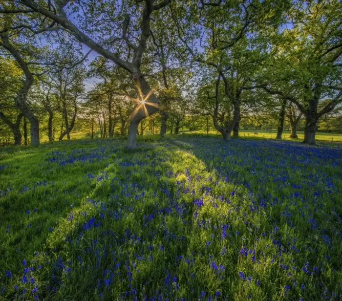 Framed Print : Bluebells in Evening Light Framed Print : Bluebells in Evening Light
