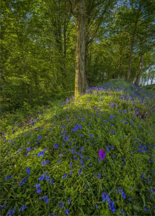 Framed Print : Bluebells flowering at East Morden