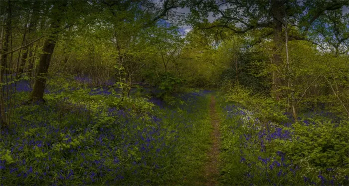 Framed Print : Bluebells in the Spring at Badbury rings, Dorset, England, United Kingdom