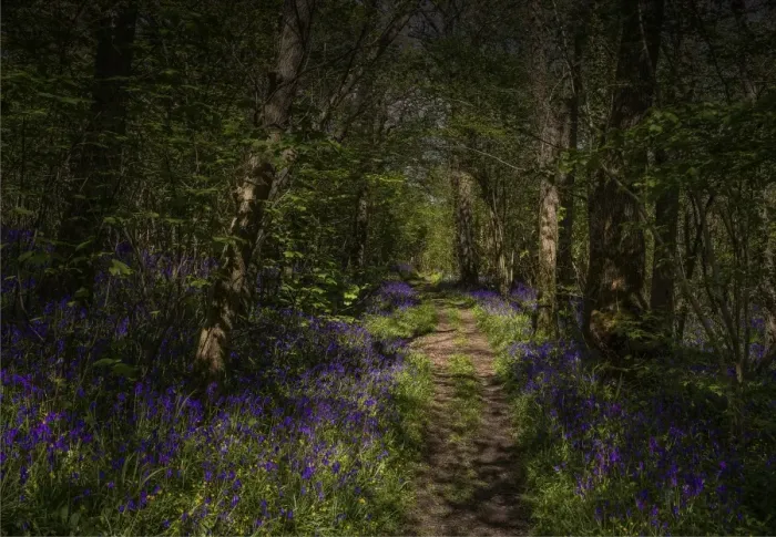 Framed Print : Bluebells in the Spring at Badbury rings, Dorset, England, United Kingdom Framed Print : Bluebells in the Spring at Badbury rings, Dorset, England, United Kingdom